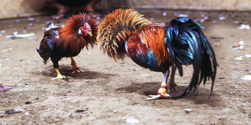 Tính chiến đấu được thể hiện qua vảy hoa đăng