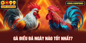Cách Xem Gà Điều Đá Ngày Nào Tốt Nhất Cực Chuẩn Từ Cao Thủ